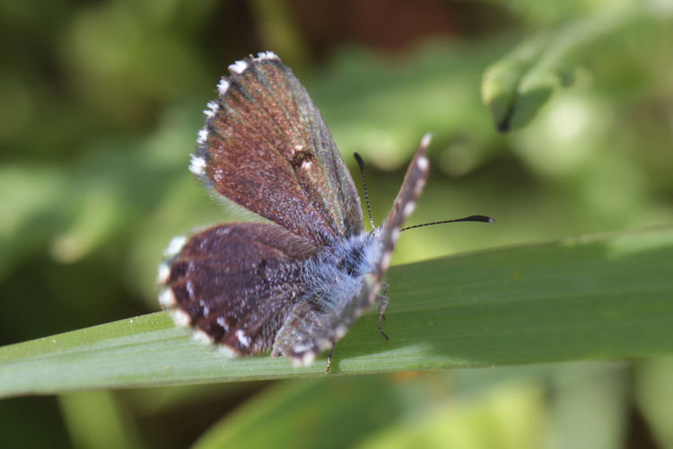 Pseudophilotes abencerragus: Bild 12