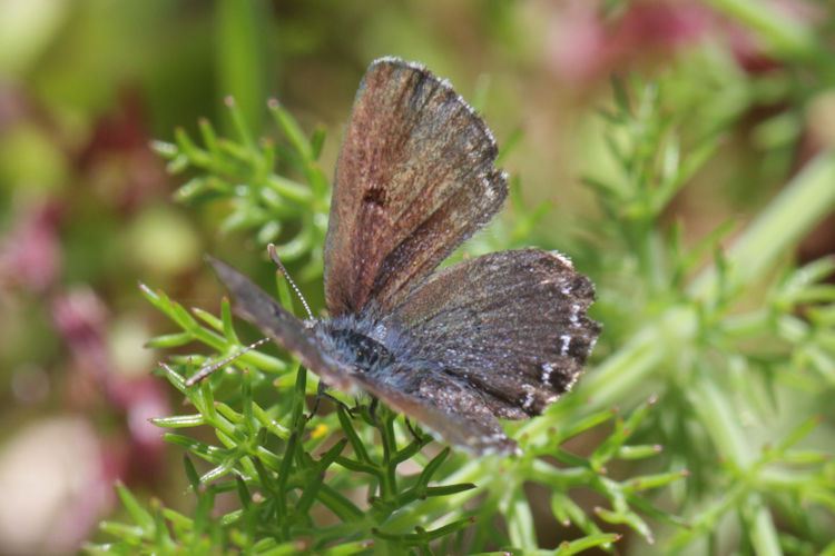 Pseudophilotes abencerragus: Bild 13