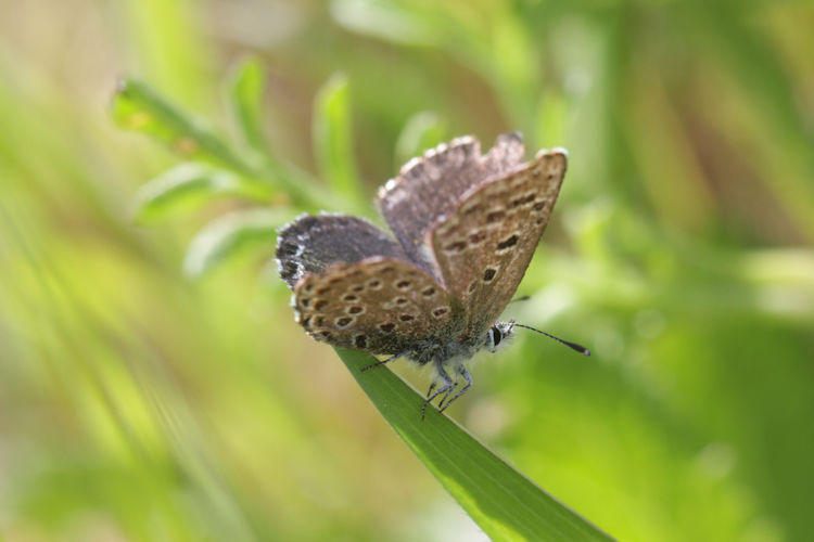 Pseudophilotes abencerragus: Bild 16