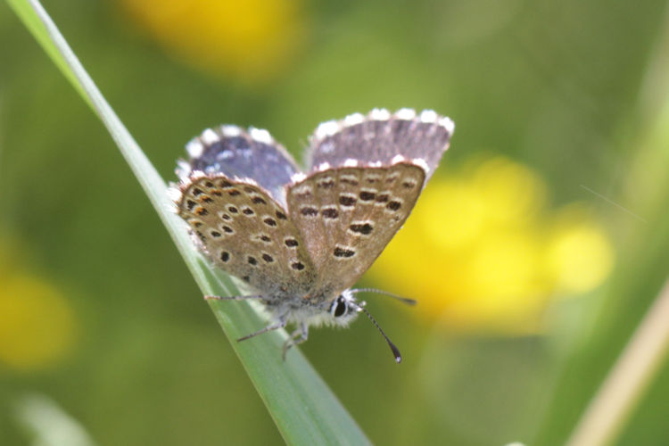 Pseudophilotes abencerragus: Bild 16