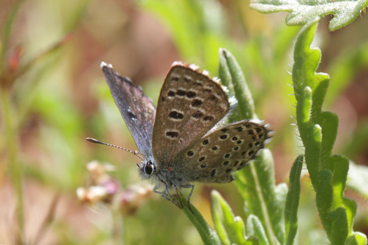 Pseudophilotes abencerragus: Bild 17