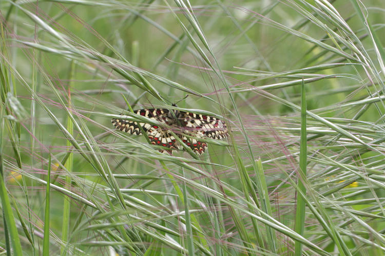 Zerynthia rumina rumina: Bild 30