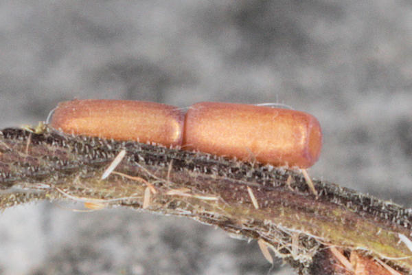 Dyscia penulataria: Bild 2