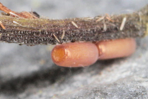 Dyscia penulataria: Bild 3