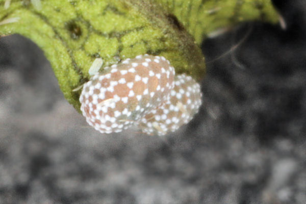 Menophra japygiaria: Bild 2