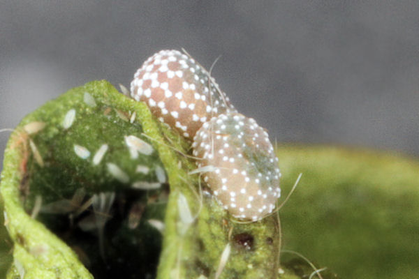 Menophra japygiaria: Bild 3