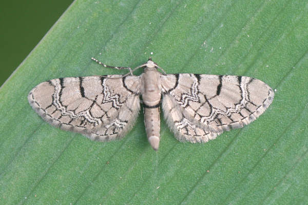 Eupithecia venosata: Bild 13