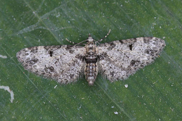 Eupithecia irriguata eriguata: Bild 4