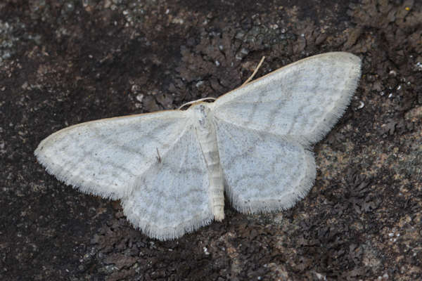 Idaea subsericeata: Bild 17