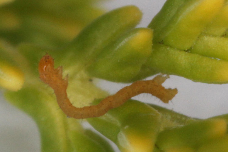 Pachycnemia hippocastanaria: Bild 5