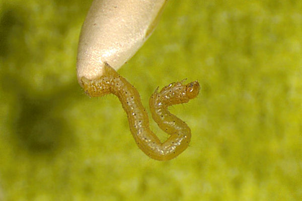 Pachycnemia hippocastanaria: Bild 16