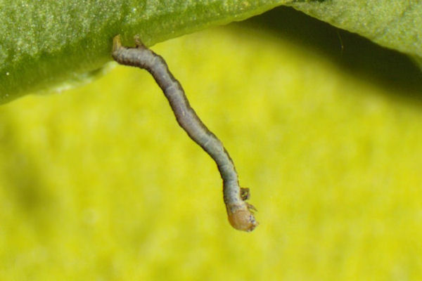 Menophra japygiaria: Bild 9