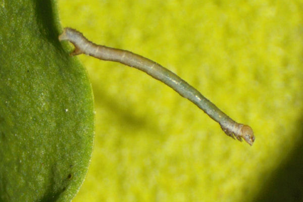 Menophra japygiaria: Bild 10