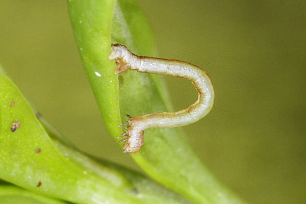 Menophra japygiaria: Bild 14