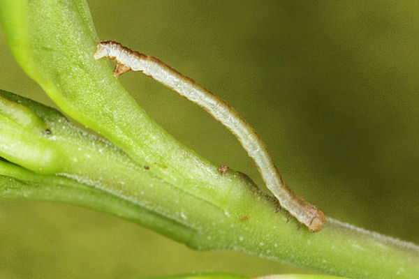 Menophra japygiaria: Bild 15