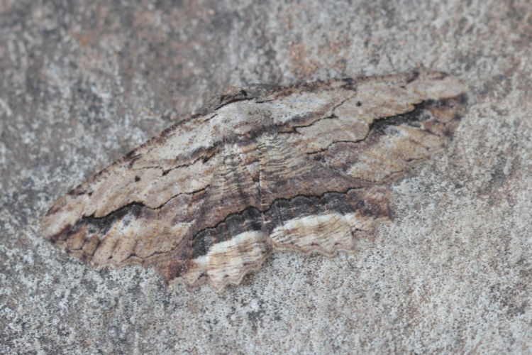 Menophra abruptaria: Bild 7