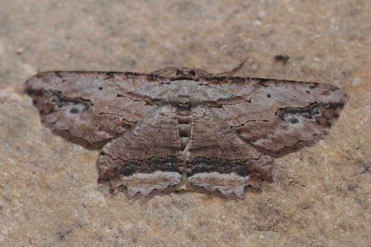 Menophra abruptaria: Bild 8