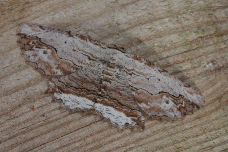 Menophra abruptaria: Bild 15