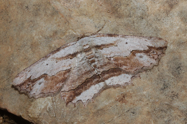 Menophra abruptaria: Bild 16