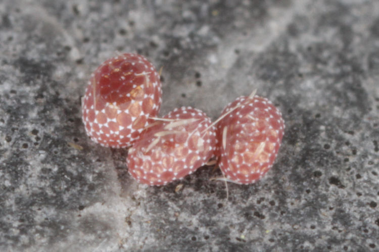 Menophra abruptaria: Bild 3