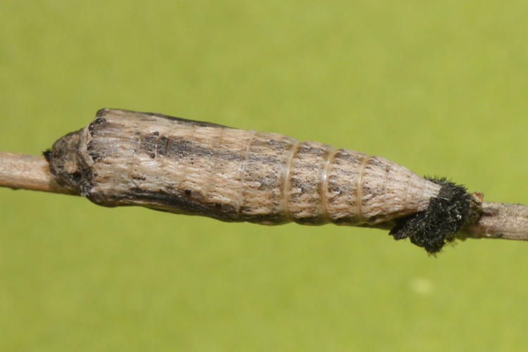 Zerynthia rumina rumina: Bild 44