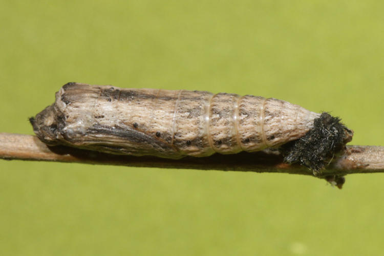 Zerynthia rumina rumina: Bild 45