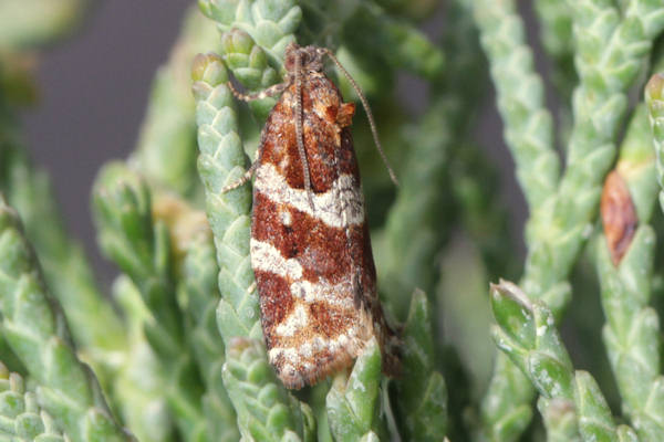 Argyrotaenia ljungiana: Bild 5