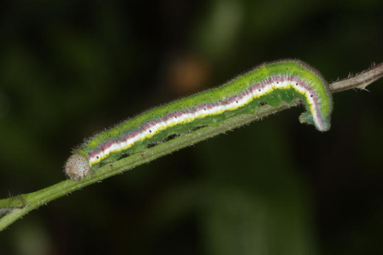 Euchloe belemia: Bild 15