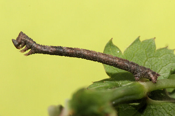 Hemithea aestivaria: Bild 10