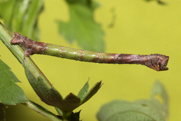 Hemithea aestivaria: Bild 19