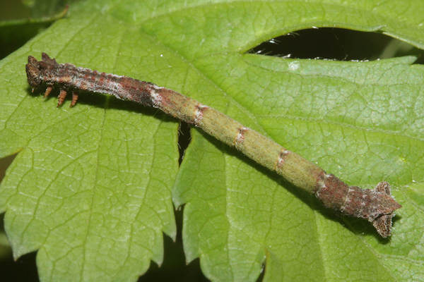 Hemithea aestivaria: Bild 20