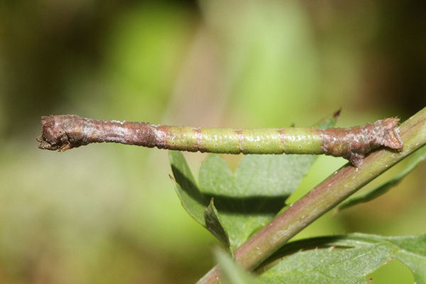 Hemithea aestivaria: Bild 21