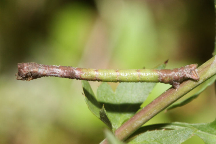 Hemithea aestivaria: Bild 21