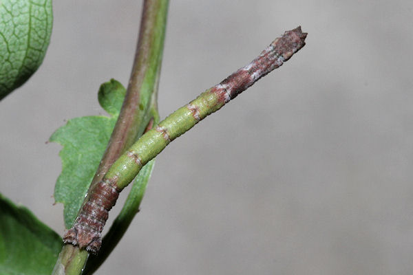 Hemithea aestivaria: Bild 24