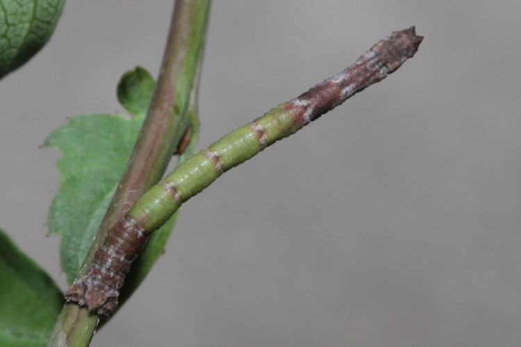Hemithea aestivaria: Bild 12