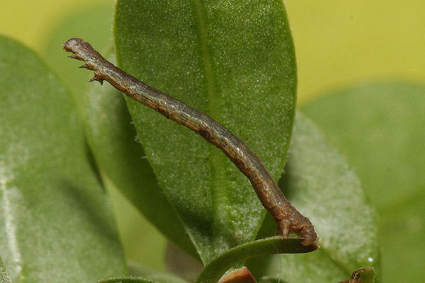 Menophra japygiaria: Bild 17