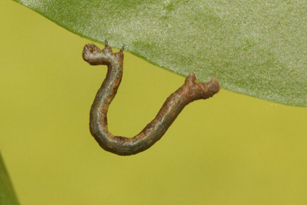 Menophra japygiaria: Bild 19