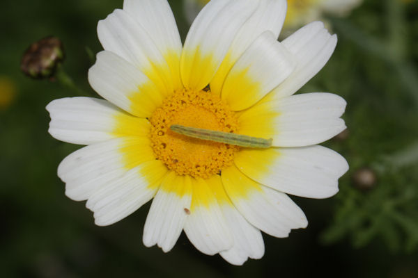 Eupithecia centaureata: Bild 12