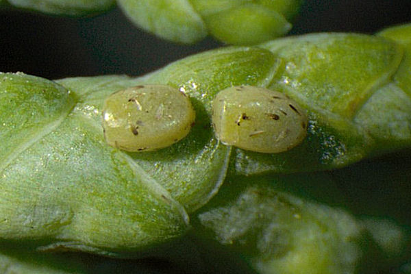 Epilobophora sabinata teriolensis: Bild 7