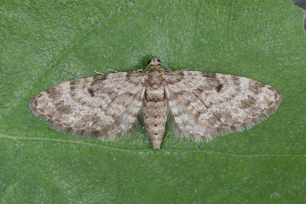 Eupithecia tantillaria: Bild 18