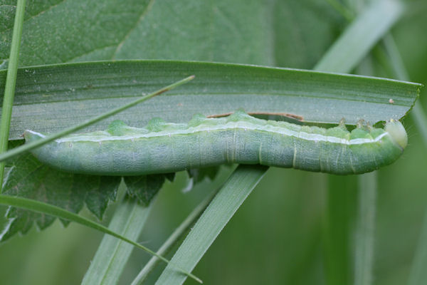 Cleoceris scoriacea: Bild 1