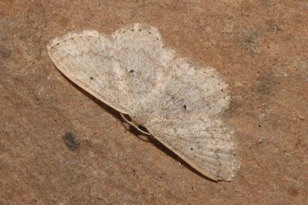 Scopula minorata: Bild 5