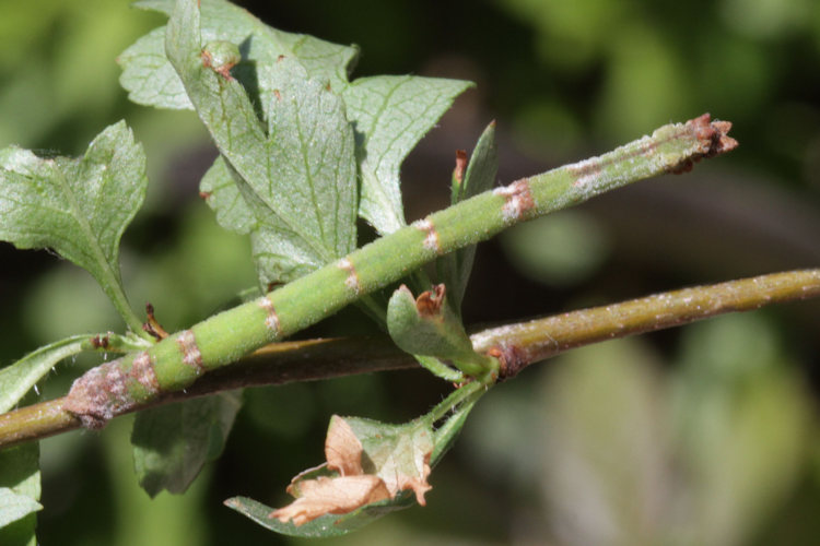 Hemithea aestivaria: Bild 13