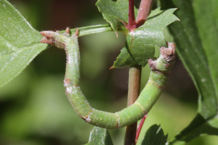 Hemithea aestivaria: Bild 31