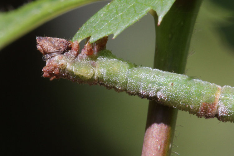 Hemithea aestivaria: Bild 17