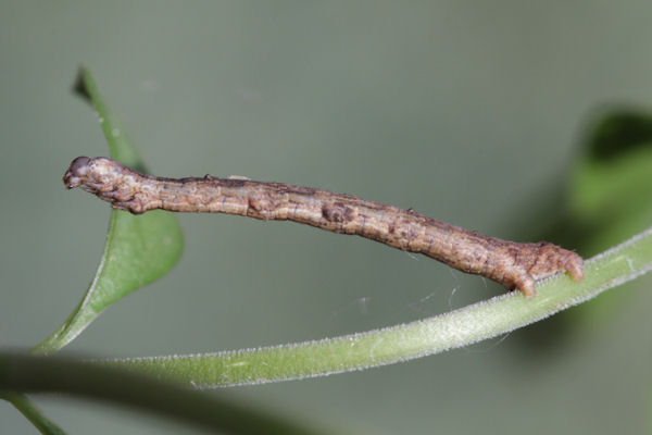 Menophra japygiaria: Bild 25