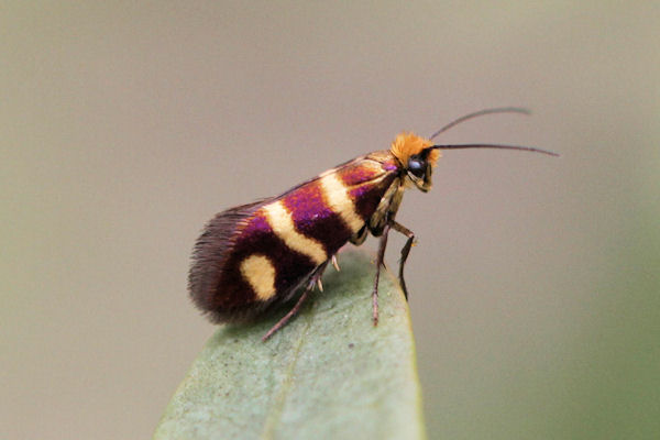 Micropteryx ibericella: Bild 1