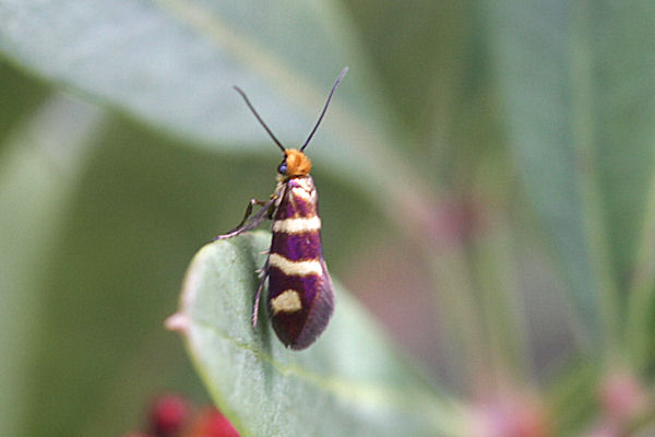 Micropteryx ibericella: Bild 3