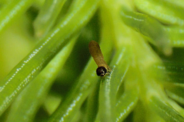 Eupithecia tantillaria: Bild 7