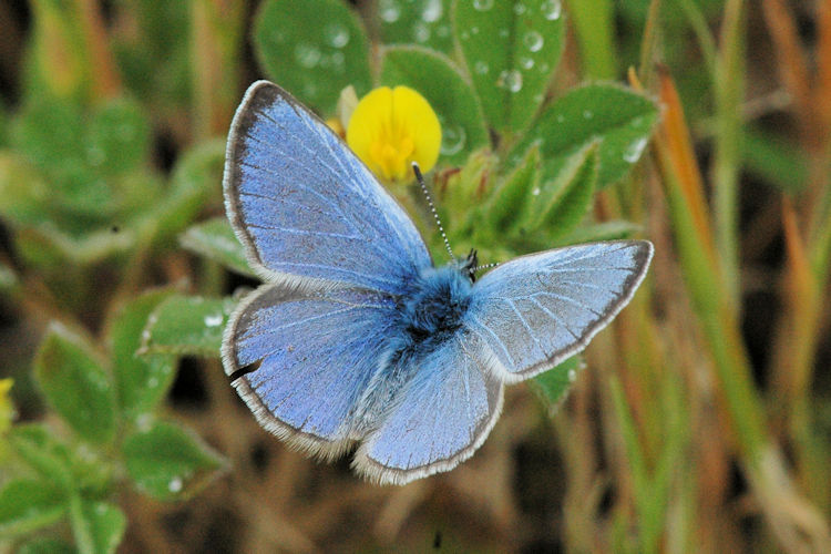 Glaucopsyche melanops: Bild 2